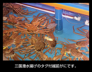 三国港水揚げのタグ付越前がにです。