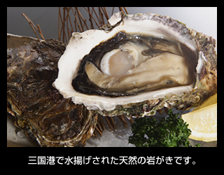 三国港で水揚げされた天然の岩がきです。