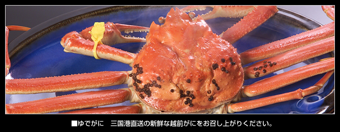 ゆでがに 三国港直送の新鮮な越前がにをお召し上がりください。