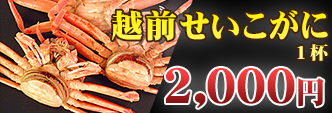越前せいこがに 1杯