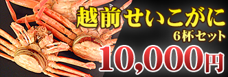 越前せいこがに 6杯セット