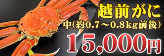 越前がに 中(約0.7〜0.8kg前後)