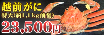 越前がに 特大(約1,1kg前後)
