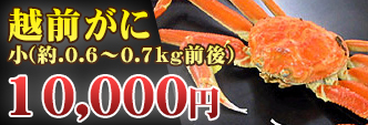 越前がに 小(約.0.6〜0.7kg前後)
