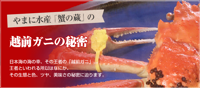 越前ガニの食べ方